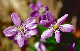 Herba fetgera ("Hepatica nobilis")