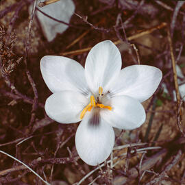 Safrà bord ("Crocus cambessedesii")