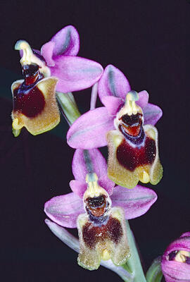 Mosca vermella ("Ophrys tenthredinifera")