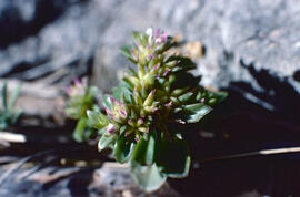Crespinell estrellat ("Sedum stellatum")