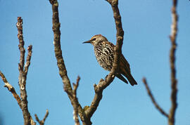 Estornell ("Sturnus vulgaris")