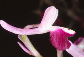 Orquídia ("Orchis mascula")