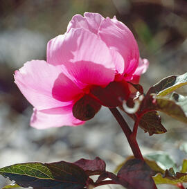 Peònia ("Paeonia mascula")