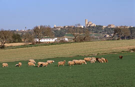 Guarda d'ovelles als peus d'Ariany