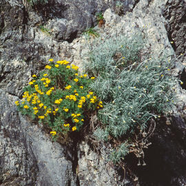 Ramell de Sant Ponç ("Helichrysum stoechas")
