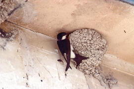 Oreneta ("Delichon urbicum")