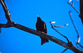Merla comuna ("Turdus merula")