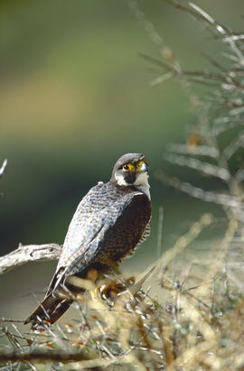Falcó ("Falco peregrinus")