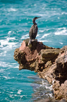 Corpatassa ("Phalacrocorax carbo")