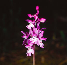 Abellera banyuda ("Ophrys longicornu")