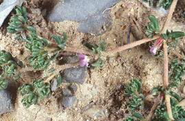 Gossets ("Misopates orontium")