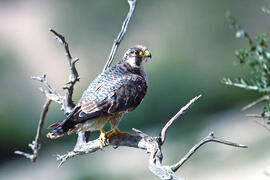 Falcó ("Falco peregrinus")