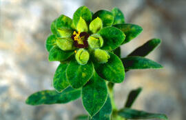 Lletrera visquera ("Euphorbia characias")
