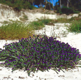 Frígola de Sant Joan ("Thymbra capitata")