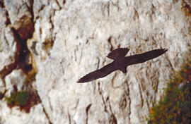 PENDENT D'IDENTIFICAR volant