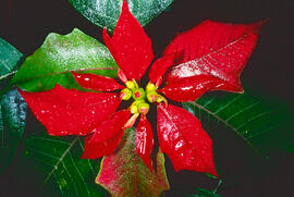 Ponsètia o flor de Nadal ("Euphorbia pulcherrima")