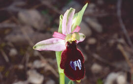 Orquídia ("Ophrys balearica")