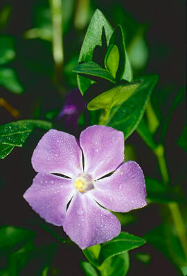 "Vinca major"