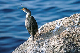 Corb marí ("Phalacrocorax aristotelis")