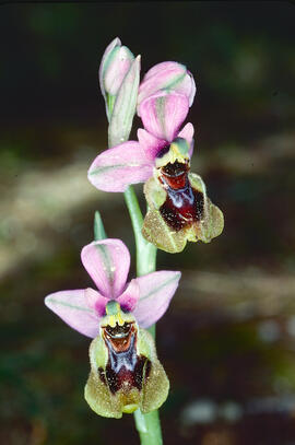 Mosca vermella ("Ophrys tenthredinifera")