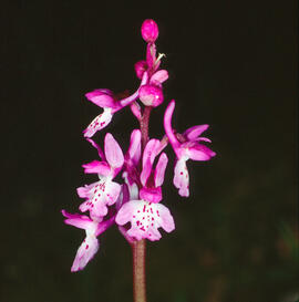 Abellera banyuda ("Ophrys longicornu")