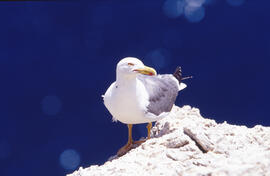 Gavina ("Larus michahellis")
