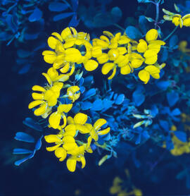 Botgeta alpestre ("Alyssum alpestre")
