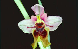 Mosca vermella ("Ophrys tenthredinifera")