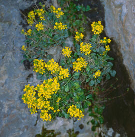 Botgeta alpestre ("Alyssum alpestre")