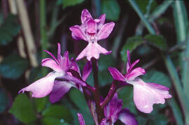 Orquídia ("Orchis palustris")