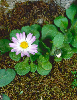 Margalideta ("Bellis annua")