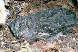 Mussol jove ("Otus scops")