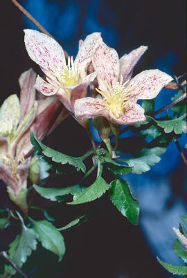 Vidalba ("Clematis cirrhosa")