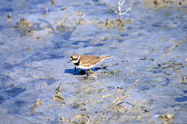 Corriolet ("Charadrius dubius")