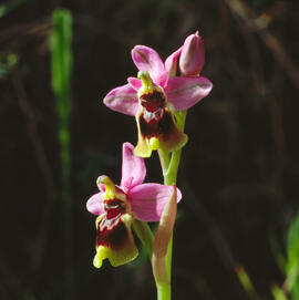 Abellera vermella ("Ophrys tenthredinifera")