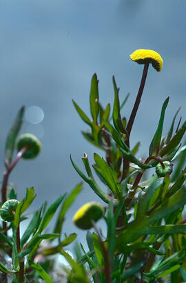Cotula ("Cotula coronopifolia")