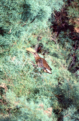 Gallet de riu ("Rallus aquaticus")