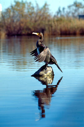 Corpatassa ("Phalacrocorax carbo")