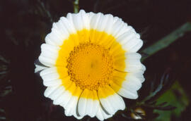 Margalides ("Glebionis segetum")