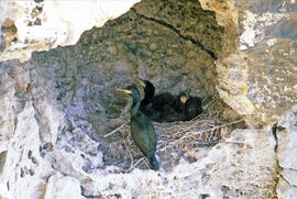Corb marí ("Phalacrocorax aristotelis")