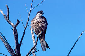 Falcó marí ("Falco eleonorae")