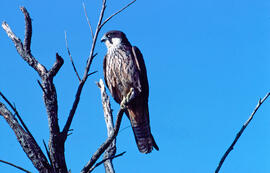 Falcó marí ("Falco eleonorae")