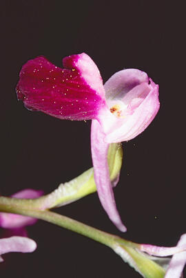 Abellera banyuda ("Orchis longicornu")