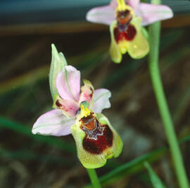 Abellera vermella ("Ophrys tenthredinifera")