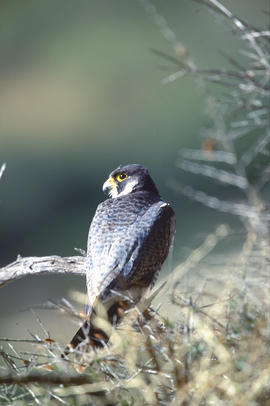Falcó ("Falco peregrinus")