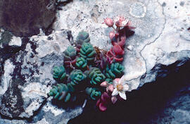 "Sedum dasyphyllum"