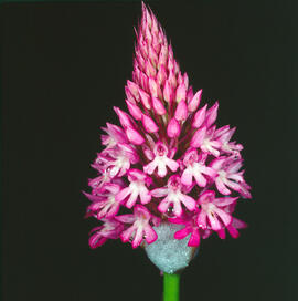 Abellera olorosa ("Anacamptis coriophora")