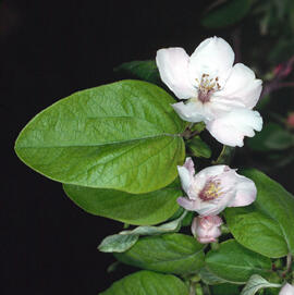 Codonyer ("Cydonia oblonga")