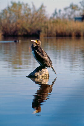 Corpatassa ("Phalacrocorax carbo")