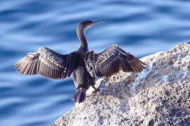 Corb marí ("Phalacrocorax aristotelis")